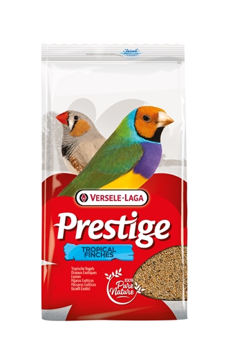 Prestige tropische vogel