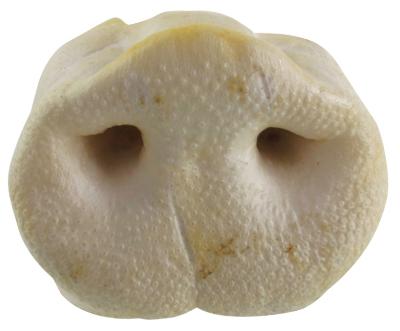 Petsnack Varkensneuzen 25 St product afbeelding