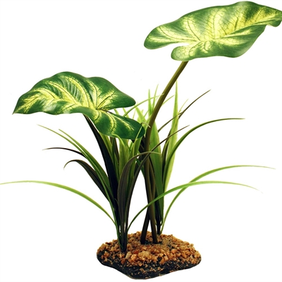 Komodo broadleaf canopy product afbeelding