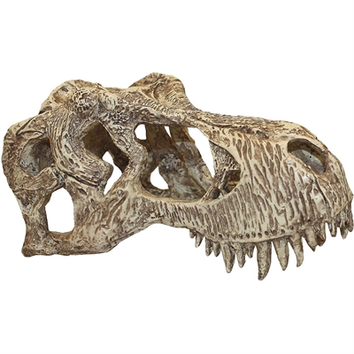Komodo trex schedel