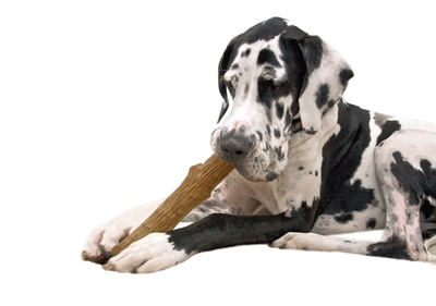 Petstages durable stick product afbeelding