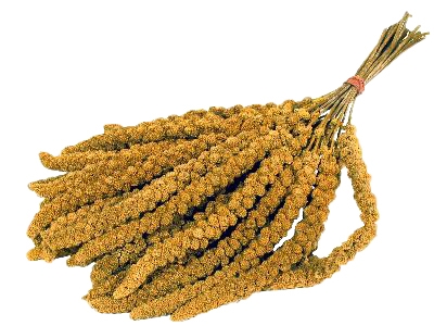 Trosgierst chinees product afbeelding