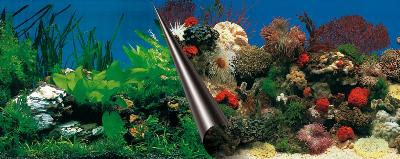 Ebi foto achterwand stone+coral product afbeelding