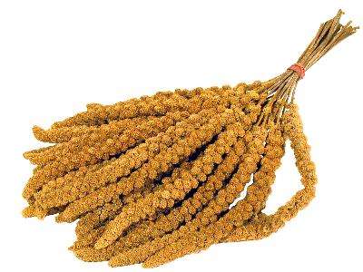 Prestige  trosgierst product afbeelding