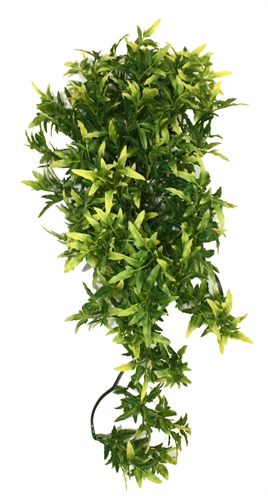 Komodo croton plant product afbeelding