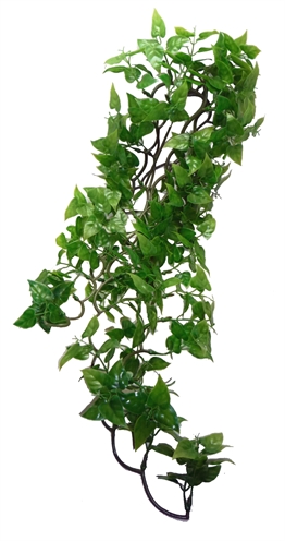 Komodo philodendron plant product afbeelding