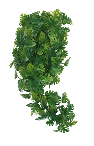 Komodo plant split philodendron product afbeelding