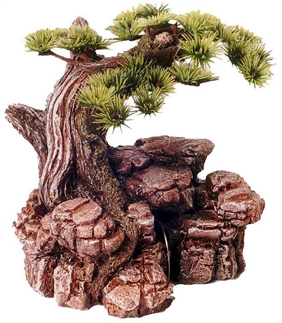 Bonsai boom op rots product afbeelding