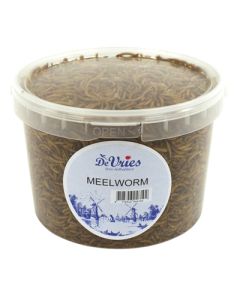 De vries meelworm black soldier fly