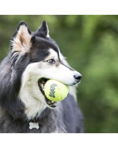 Kong squeakair tennisbal geel met piep