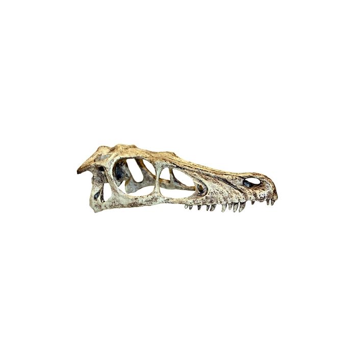 Komodo raptor schedel