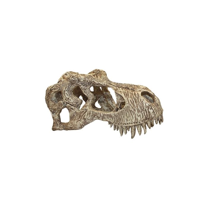 Komodo trex schedel